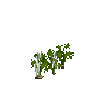 crop-parsnip-7