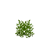 crop-peanut-4