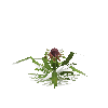 crop-pineapple-10