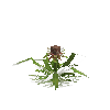 crop-pineapple-11