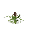 crop-pineapple-12