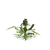 crop-pineapple-13