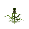 crop-pineapple-15