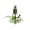 crop-pineapple-16