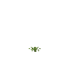 crop-pineapple-3