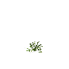 crop-pineapple-4