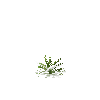crop-pineapple-5
