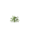 crop-pineapple-6