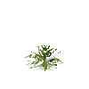 crop-pineapple-7