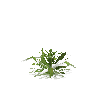 crop-pineapple-8