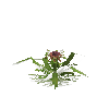 crop-pineapple-9