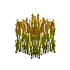 crop-rice-10