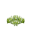 crop-rice-4