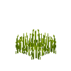 crop-rice-5