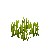 crop-rice-6