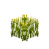 crop-rice-7