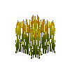 crop-rice-9