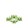crop-rye-3
