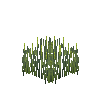 crop-rye-6