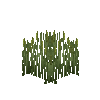 crop-rye-7