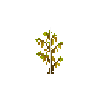 crop-soybean-10