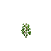 crop-soybean-5