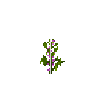 crop-soybean-6