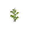 crop-soybean-8