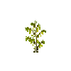 crop-soybean-9