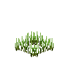 crop-spelt-4