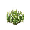 crop-spelt-7