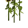crop-sunflower-10