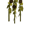 crop-sunflower-11