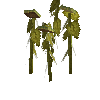 crop-sunflower-12