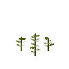 crop-sunflower-3