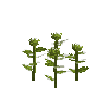 crop-sunflower-4