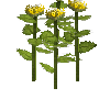 crop-sunflower-7