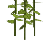 crop-sunflower-9