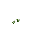 crop-turnip-1