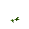 crop-turnip-2