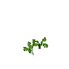 crop-turnip-3