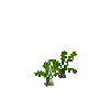 crop-turnip-4