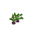 crop-turnip-5