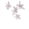 crystal-rosequartz-cluster1-west