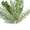 fern-cinnamonfern