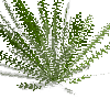 fern-deerfern