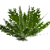 fern-eaglefern