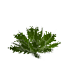 fern-hartstongue