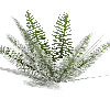 ferntree-normal-foliage