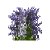 flower-catmint-snow